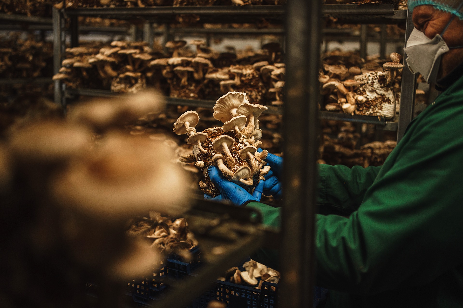 A person in green protective gear inspects clusters of mushrooms on shelves in a growing facility.