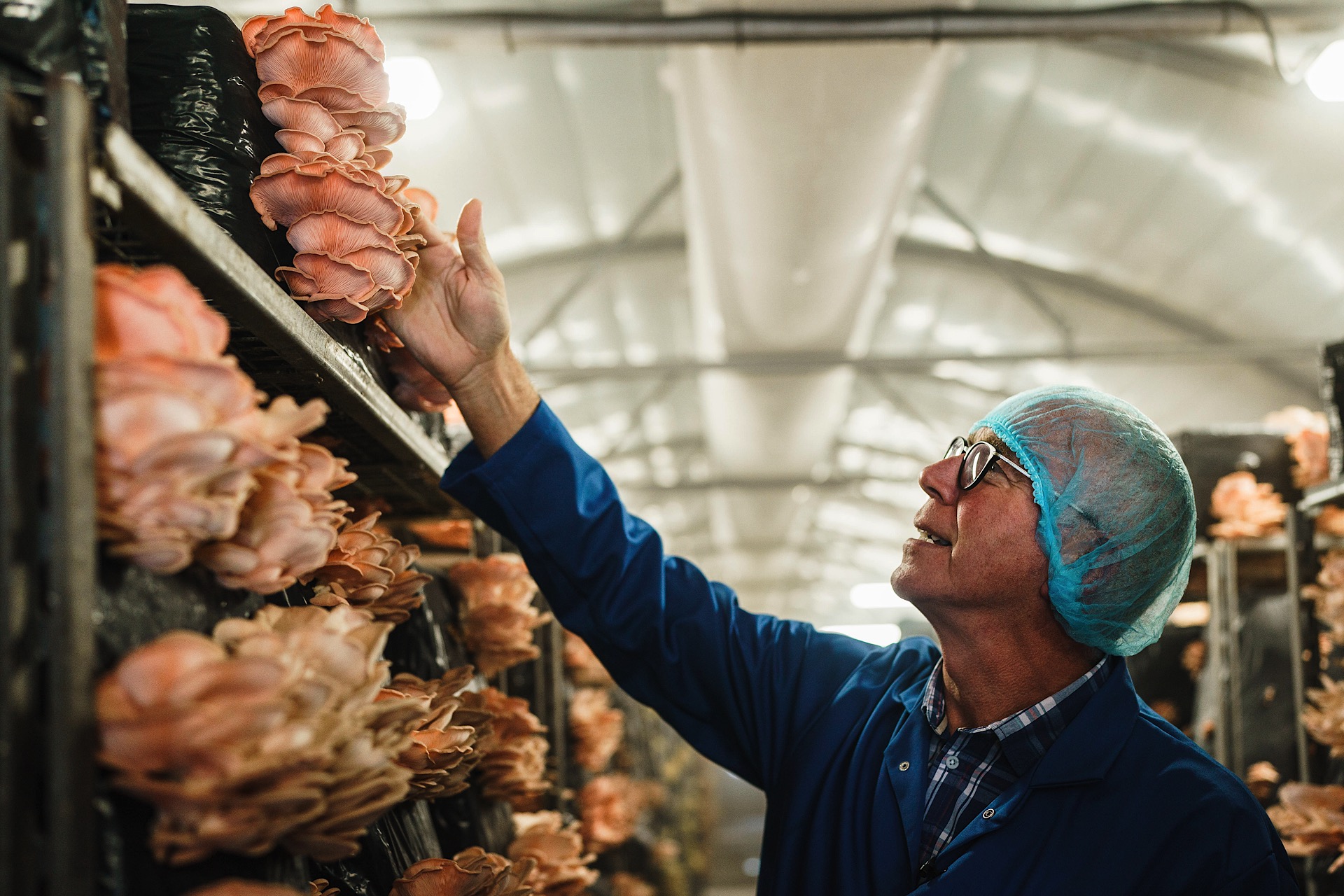 A person in protective gear inspects mushrooms in an indoor mushroom farm with stacked racking.