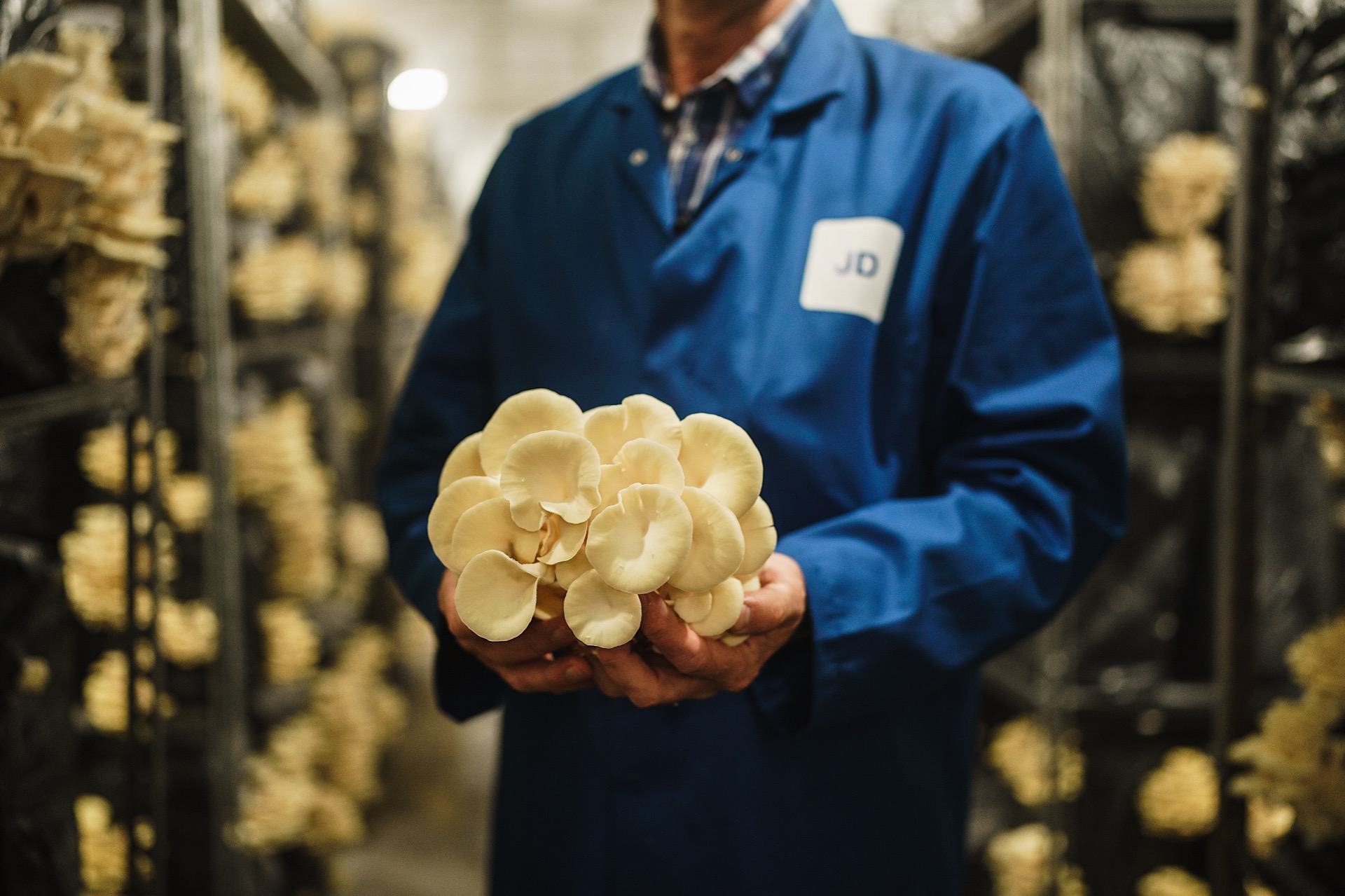 Person in a blue lab coat holding a cluster of mushrooms in a cultivation room.