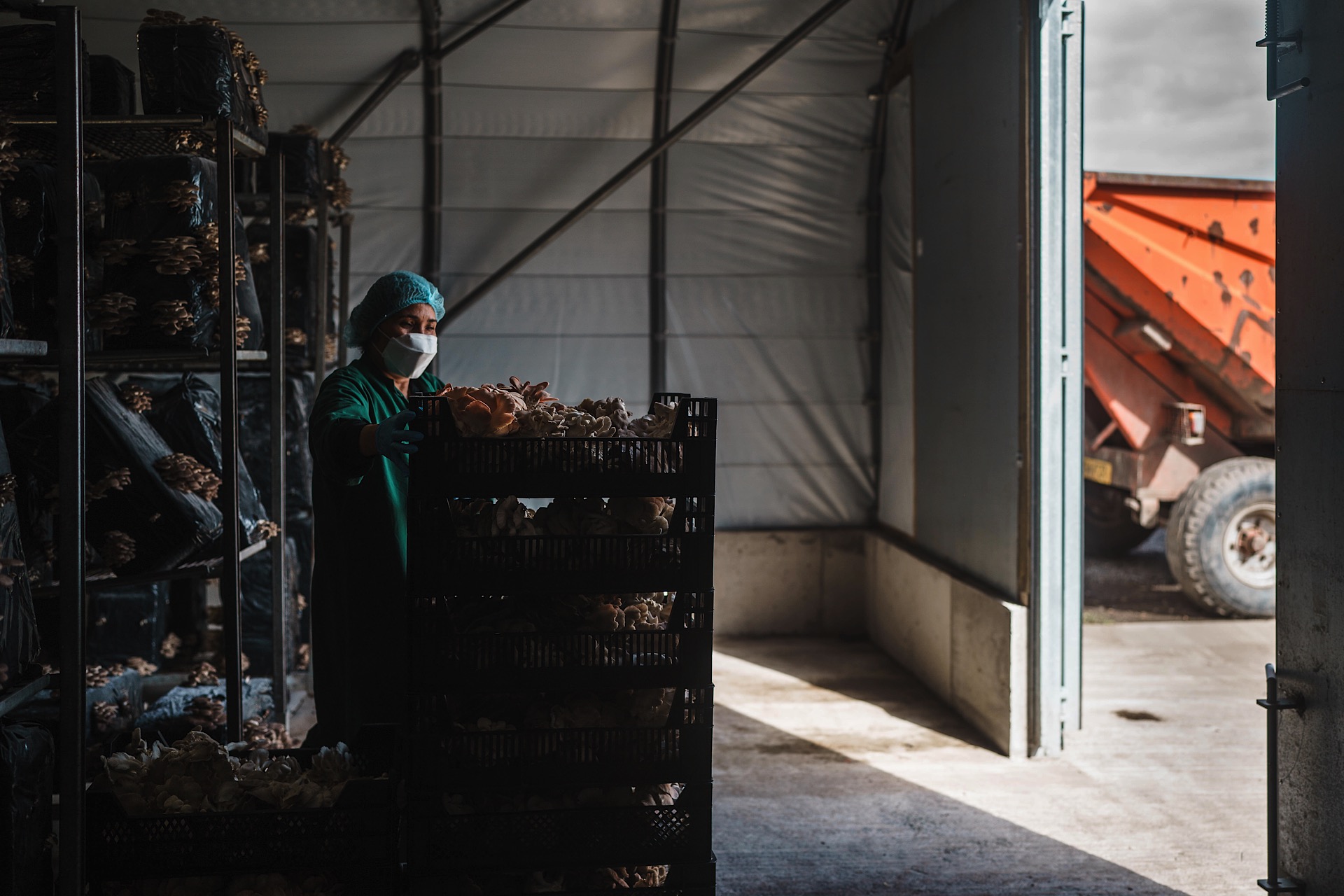 Person in protective clothing sorting mushrooms in crates inside a dimly lit storage facility near an open door with a red trailer visible outside.
