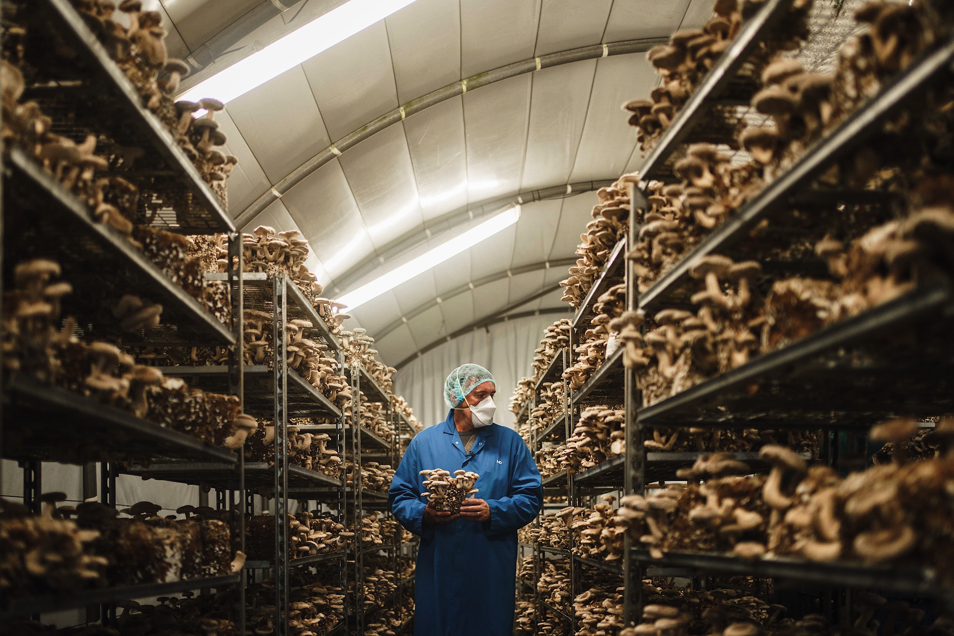 A person in a blue coat stands in an indoor mushroom farm, surrounded by rows of growing mushrooms on shelves