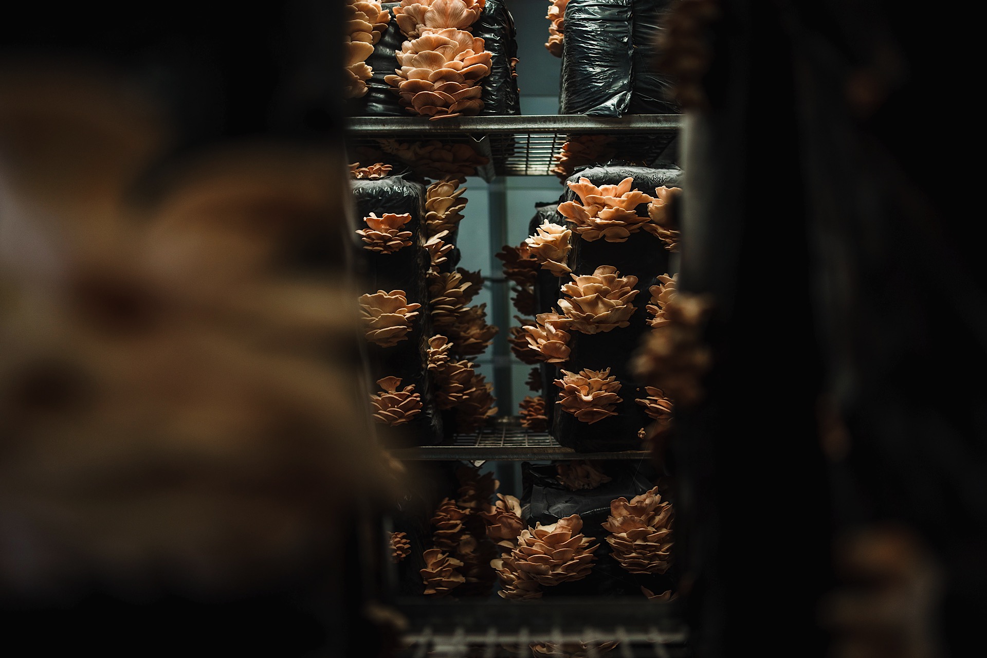 Brown mushrooms growing in clusters on black bags, lined on metal shelves in a dimly lit space.