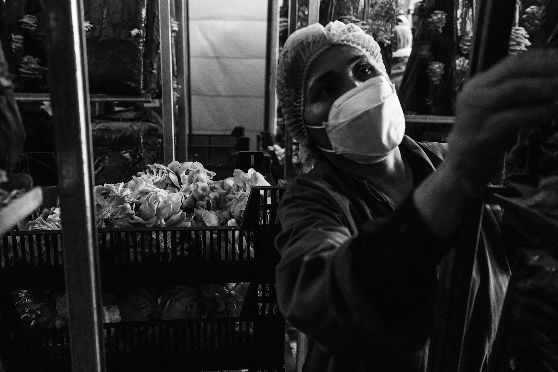 Person wearing a mask and hairnet organises crates of mushrooms in a storage area.