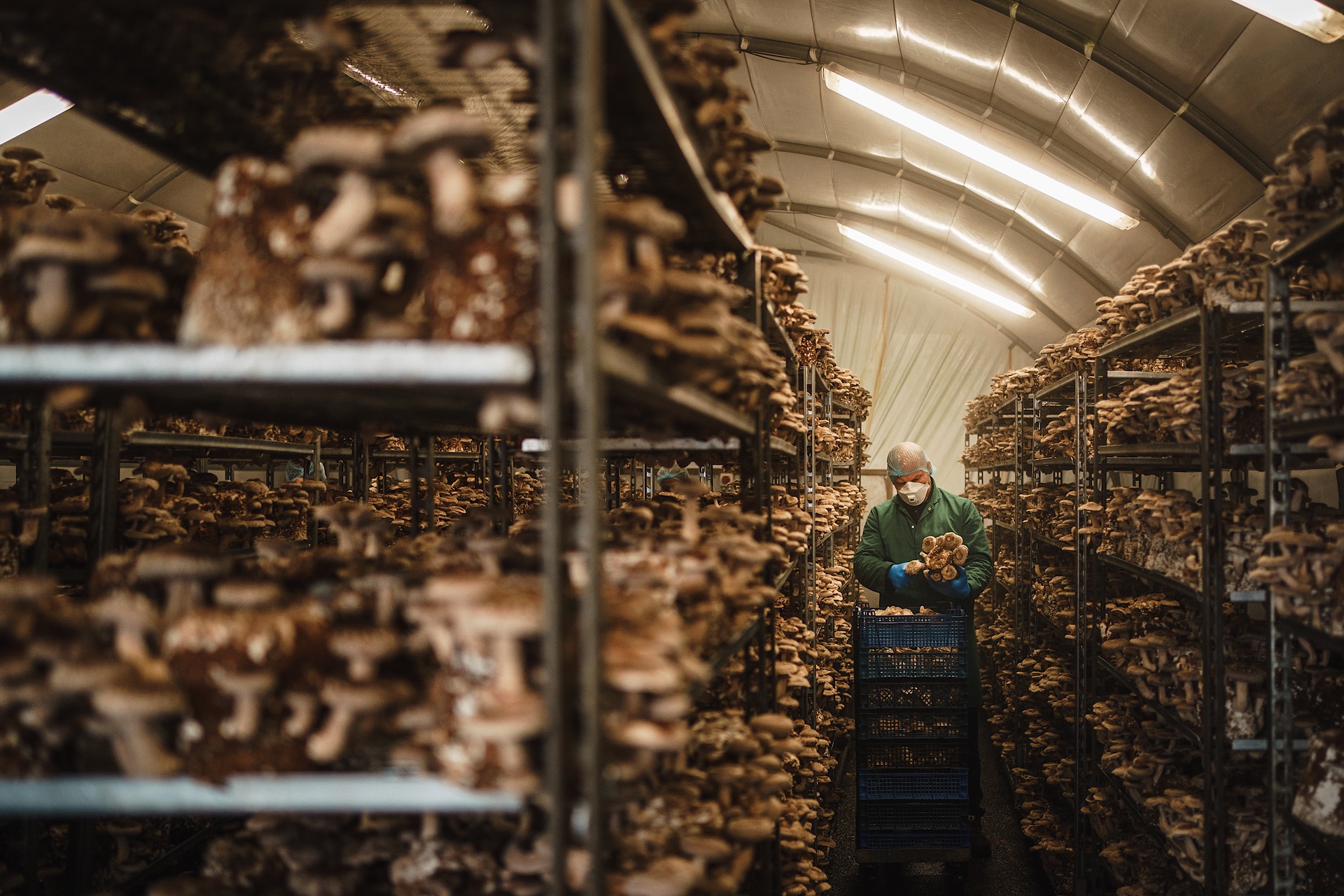 A smithy mushrooms worker inspects mushrooms on shelves in a large indoor growing facility, surrounded by numerous mushroom racks.